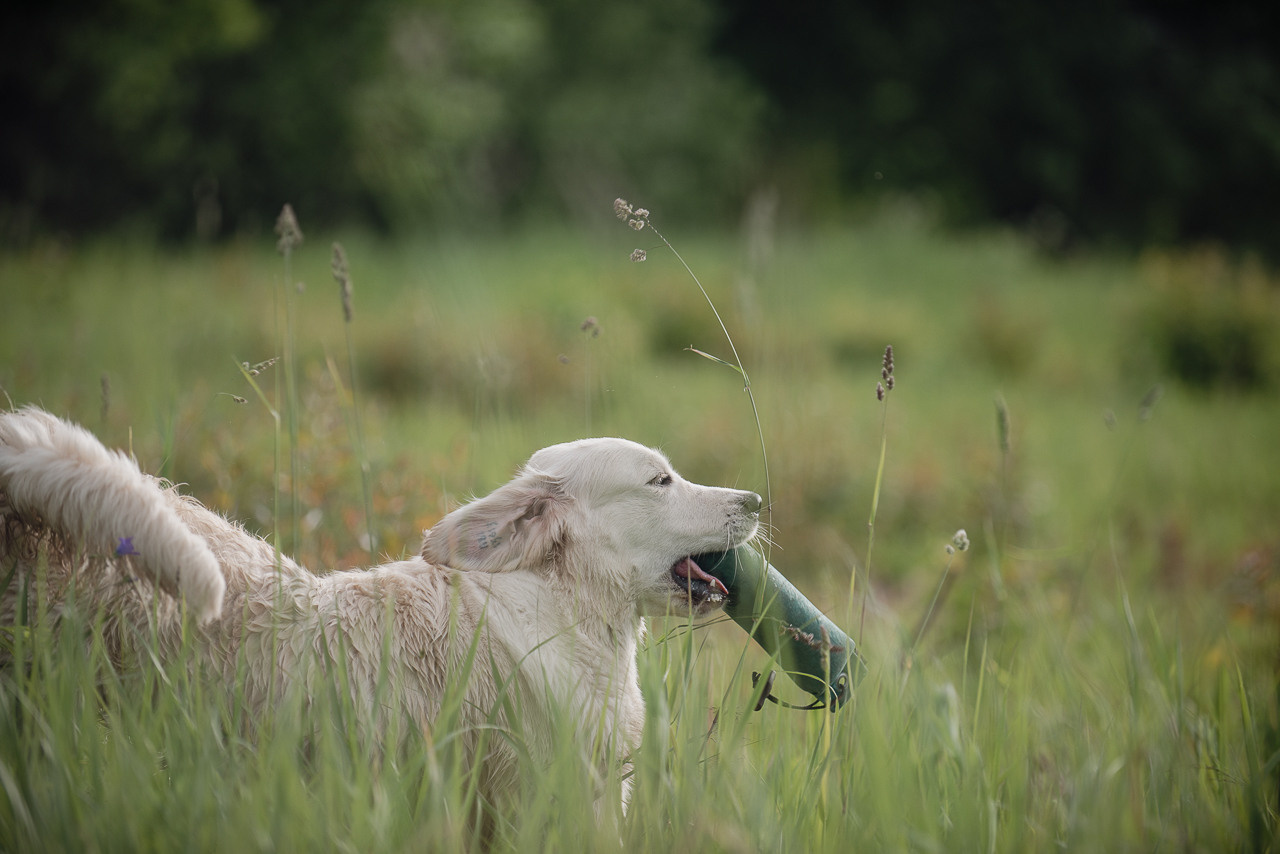 Несертификатный воркинг тест Школы Шмеля, 10 июня 2023. Фотограф-анималист Наталья Светличная