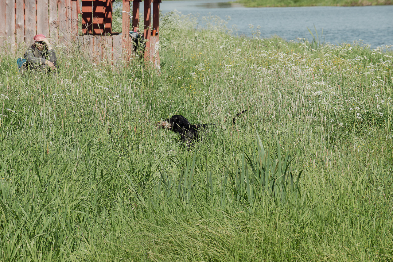 Испытания МОО «Школа Шмеля» 11 июня 2023. Фотограф-анималист Наталья Светличная