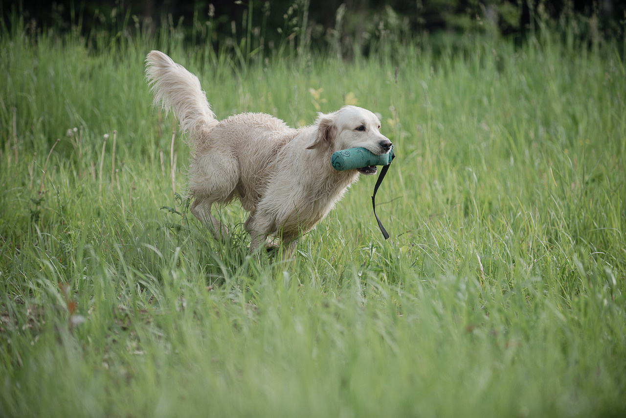 Несертификатный воркинг тест Школы Шмеля, 10 июня 2023. Фотограф-анималист Наталья Светличная