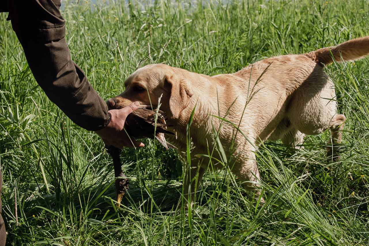 Испытания МОО «Школа Шмеля» 11 июня 2023. Фотограф-анималист Наталья Светличная