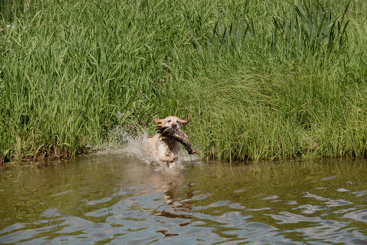 Испытания МОО «Школа Шмеля» 11 июня 2023. Фотограф-анималист Наталья Светличная