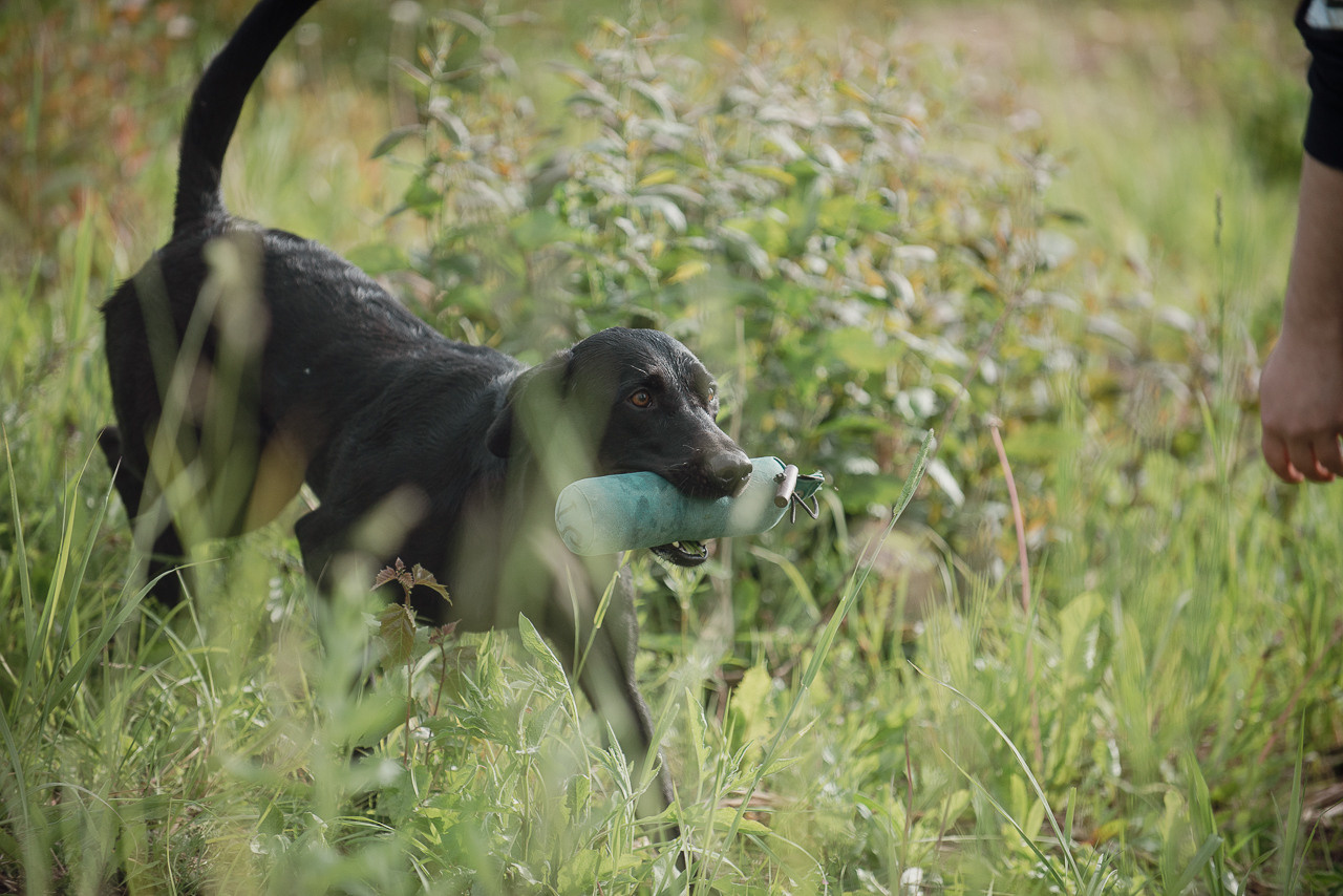 Несертификатный воркинг тест Школы Шмеля, 10 июня 2023. Фотограф-анималист Наталья Светличная