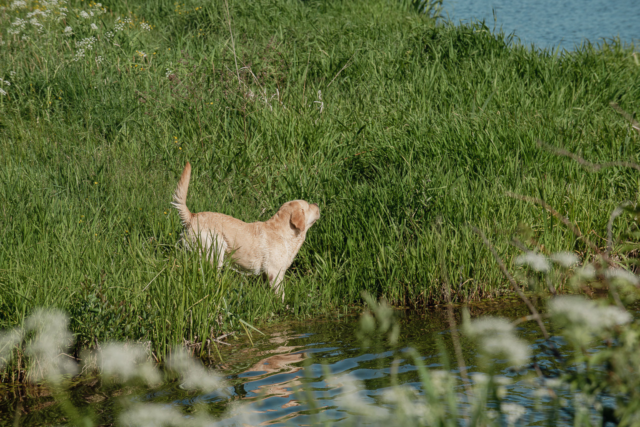 Испытания МОО «Школа Шмеля» 11 июня 2023. Фотограф-анималист Наталья Светличная