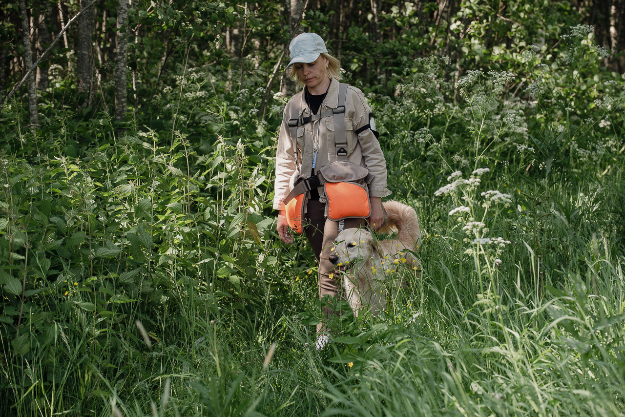Испытания МОО «Школа Шмеля» 11 июня 2023. Фотограф-анималист Наталья Светличная