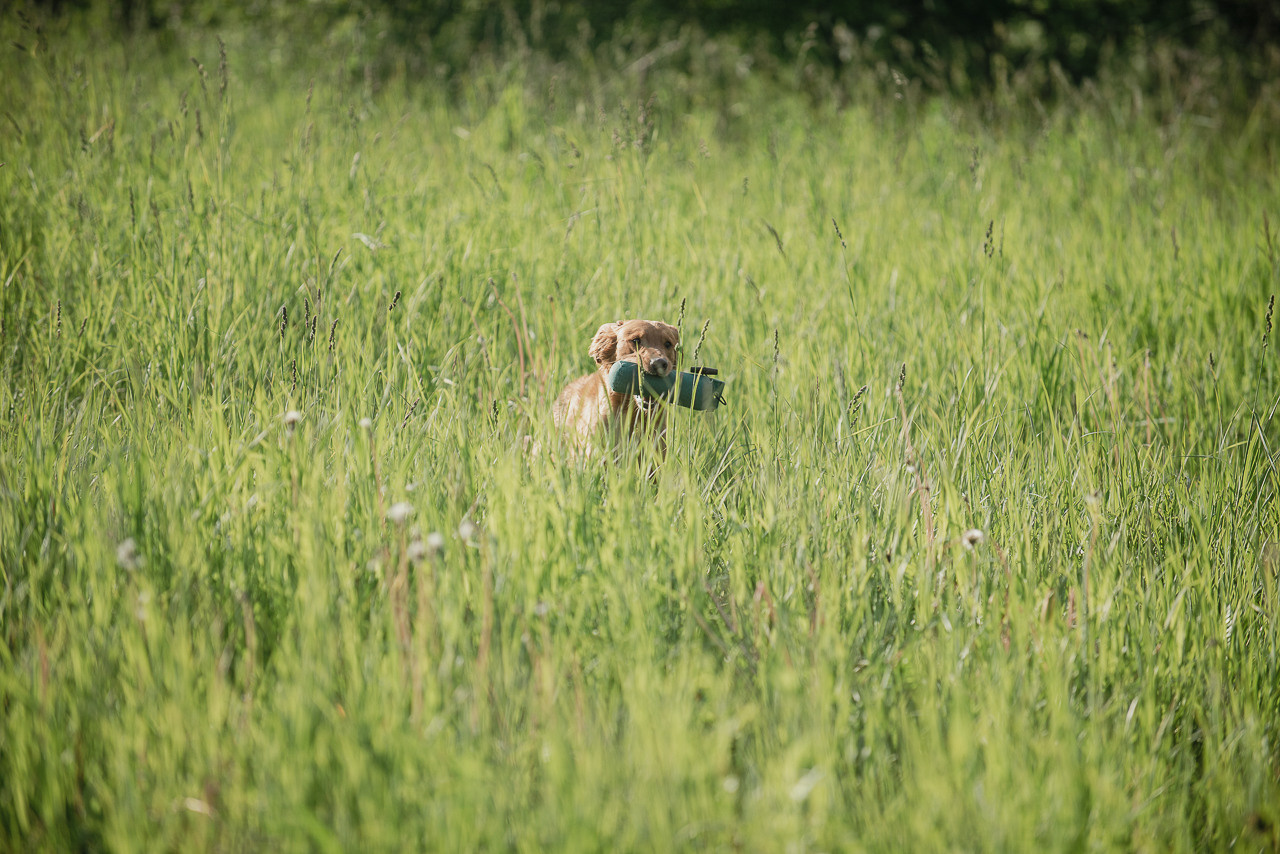 Несертификатный воркинг тест Школы Шмеля, 10 июня 2023. Фотограф-анималист Наталья Светличная
