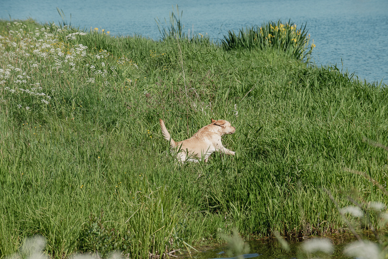 Испытания МОО «Школа Шмеля» 11 июня 2023. Фотограф-анималист Наталья Светличная