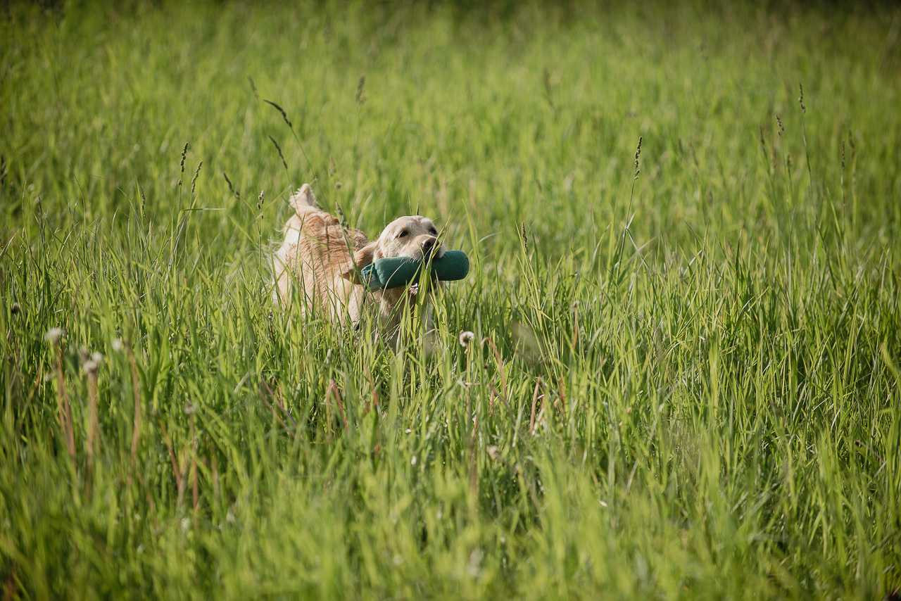 Несертификатный воркинг тест Школы Шмеля, 10 июня 2023. Фотограф-анималист Наталья Светличная