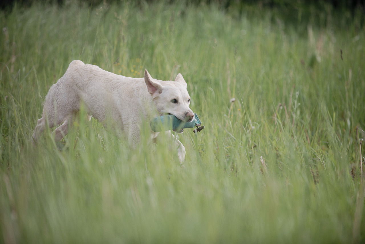 Несертификатный воркинг тест Школы Шмеля, 10 июня 2023. Фотограф-анималист Наталья Светличная