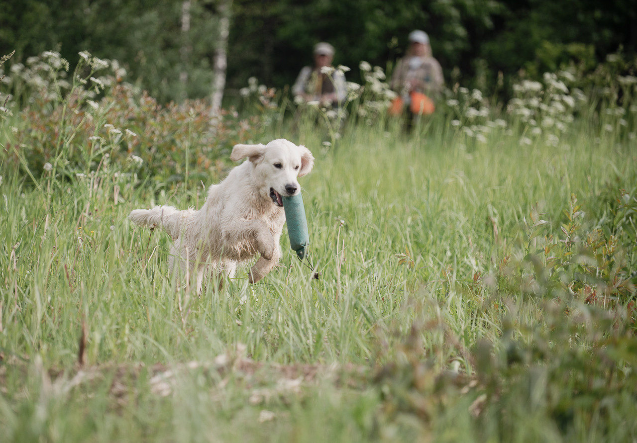 Несертификатный воркинг тест Школы Шмеля, 10 июня 2023. Фотограф-анималист Наталья Светличная