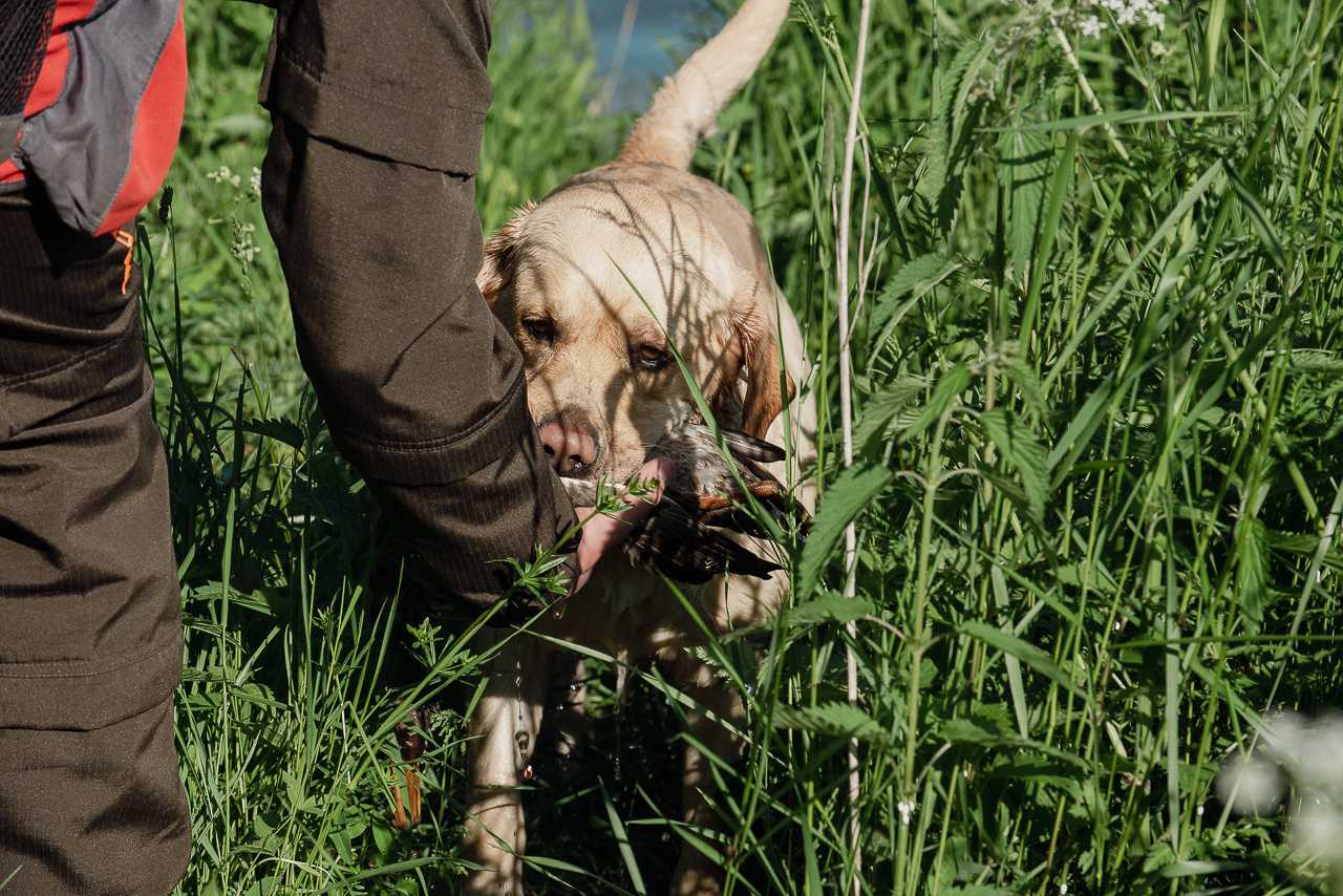 Испытания МОО «Школа Шмеля» 11 июня 2023. Фотограф-анималист Наталья Светличная