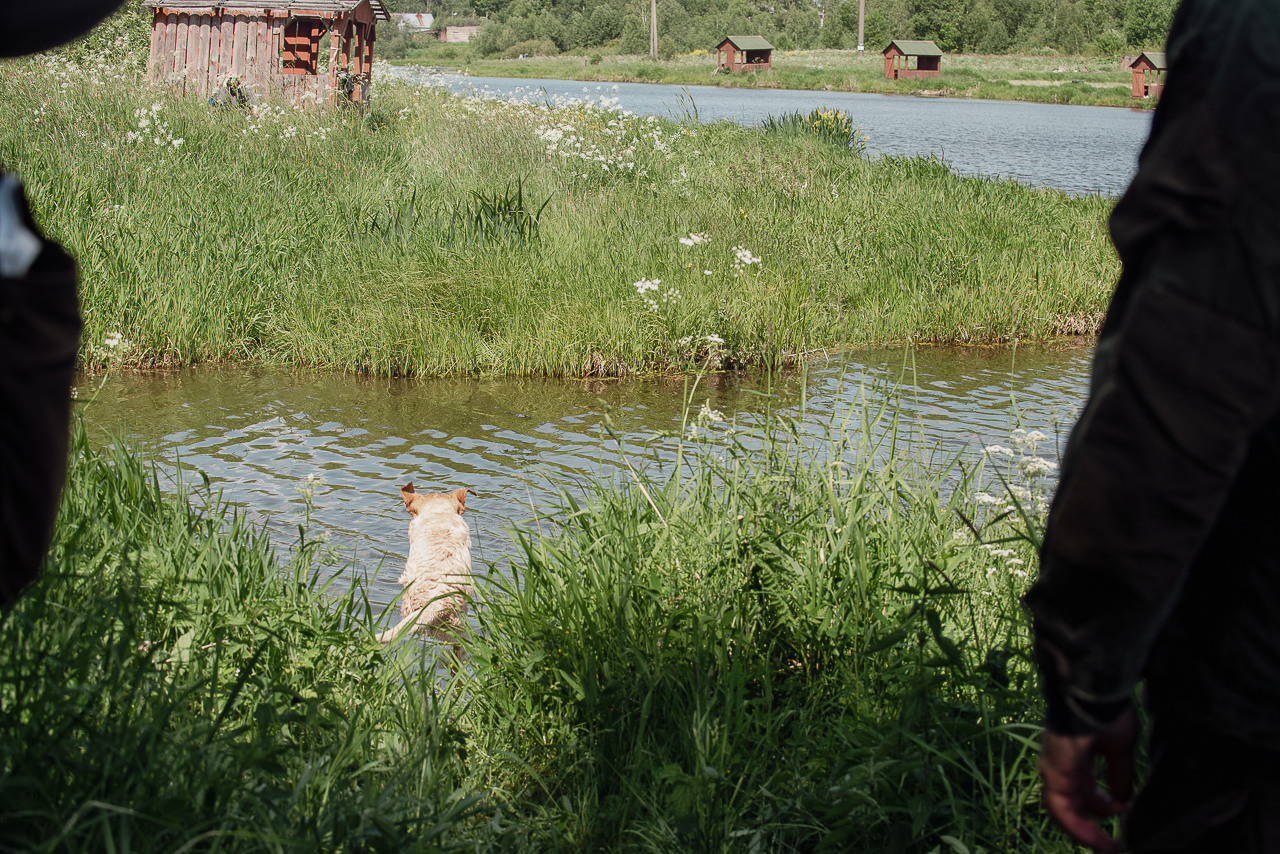 Испытания МОО «Школа Шмеля» 11 июня 2023. Фотограф-анималист Наталья Светличная