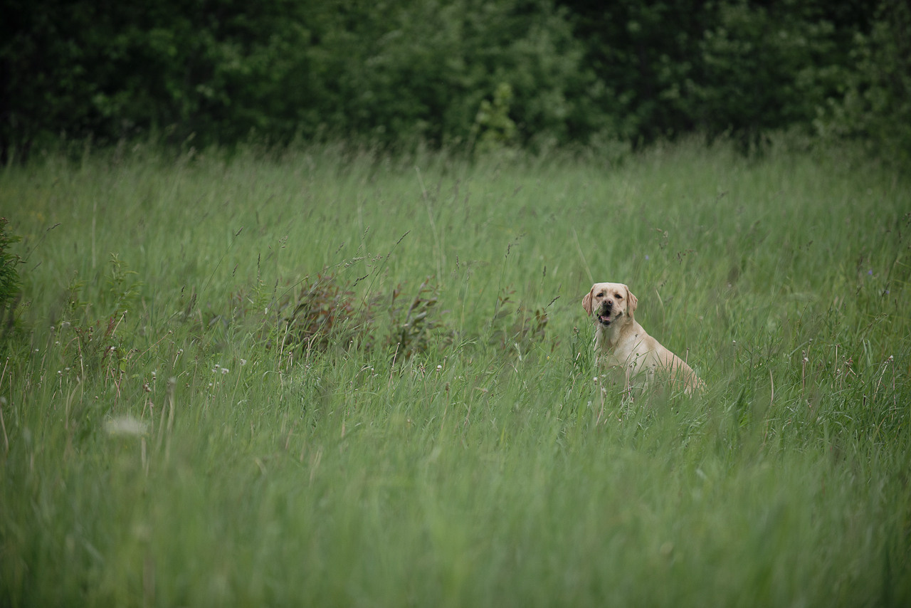 Несертификатный воркинг тест Школы Шмеля, 10 июня 2023. Фотограф-анималист Наталья Светличная