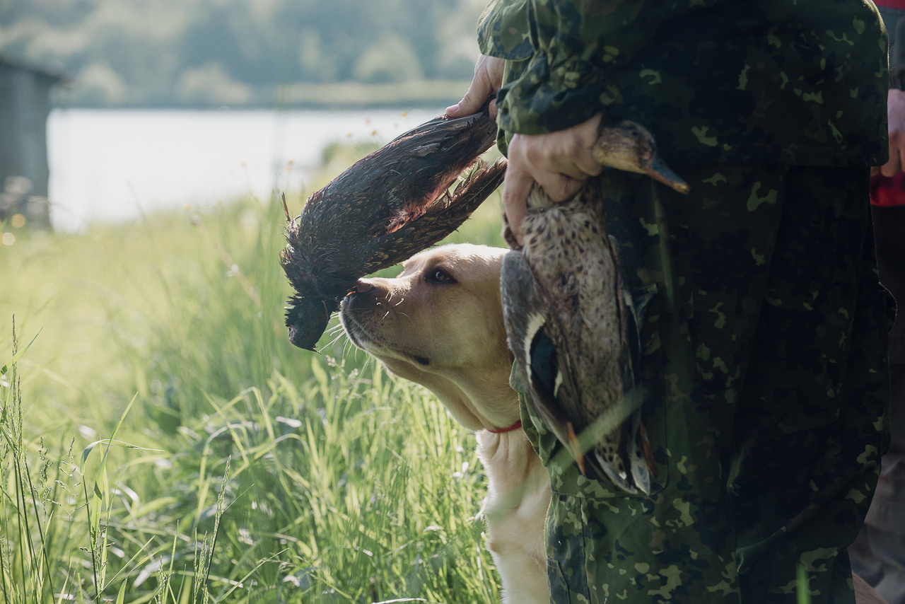 Испытания МОО «Школа Шмеля» 11 июня 2023. Фотограф-анималист Наталья Светличная
