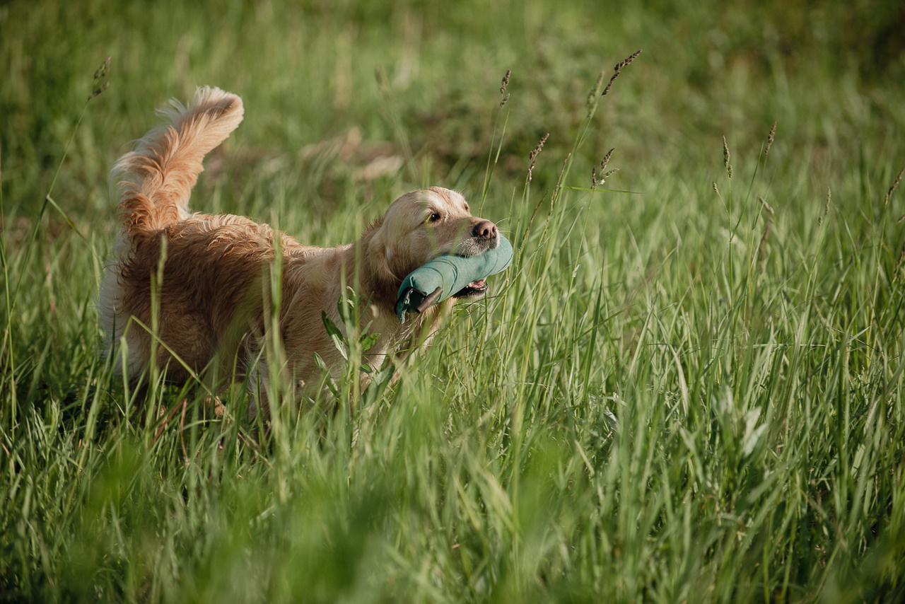 Несертификатный воркинг тест Школы Шмеля, 10 июня 2023. Фотограф-анималист Наталья Светличная