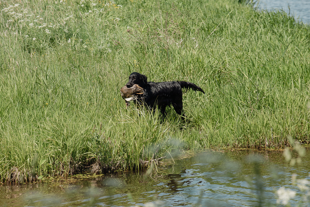Испытания МОО «Школа Шмеля» 11 июня 2023. Фотограф-анималист Наталья Светличная
