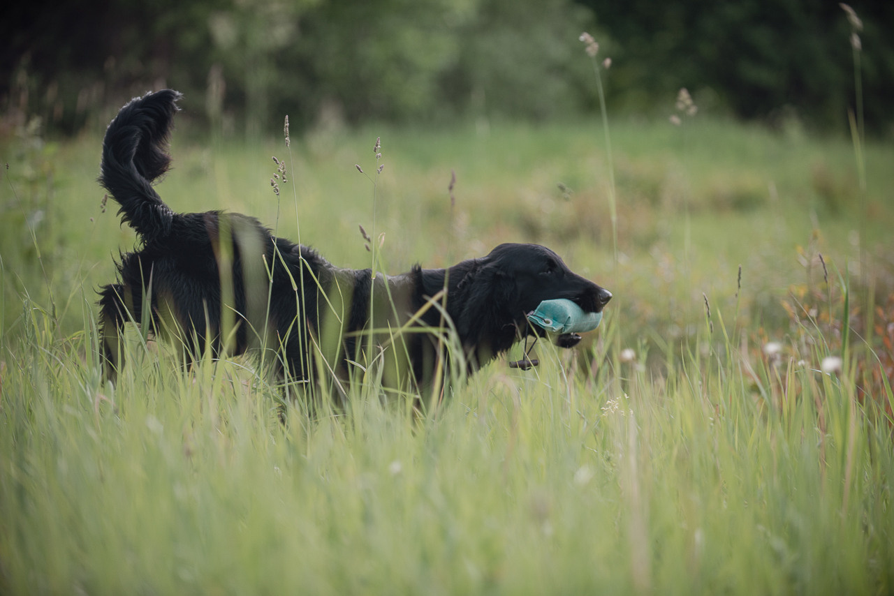 Несертификатный воркинг тест Школы Шмеля, 10 июня 2023. Фотограф-анималист Наталья Светличная