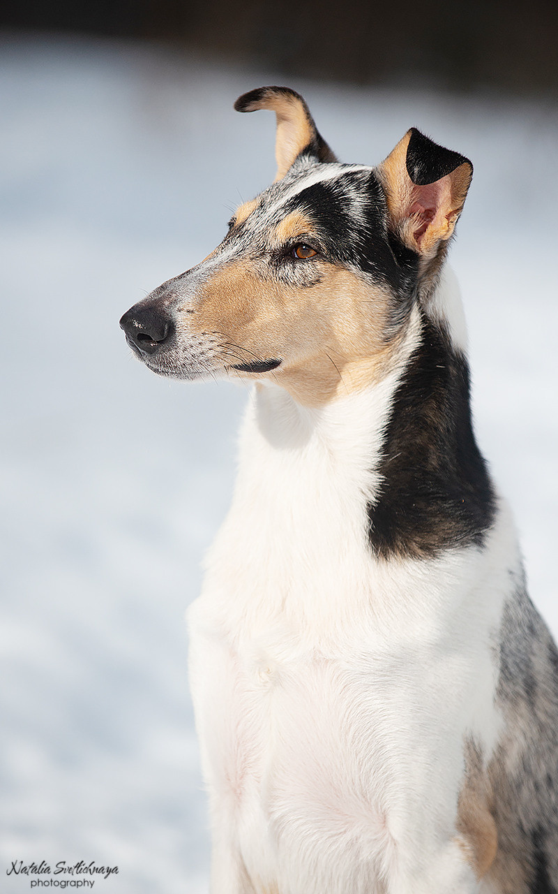 Гладкошерстная колли Саюри. Фотограф-анималист Наталья Светличная