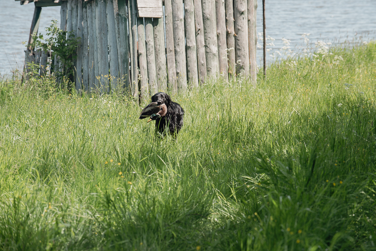 Испытания МОО «Школа Шмеля» 11 июня 2023. Фотограф-анималист Наталья Светличная