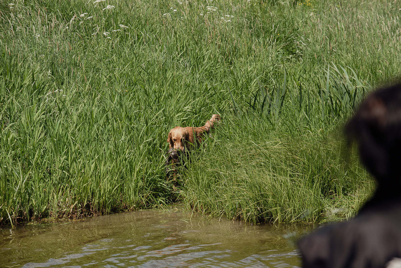 Испытания МОО «Школа Шмеля» 11 июня 2023. Фотограф-анималист Наталья Светличная