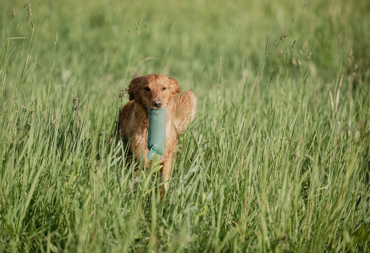 Несертификатный воркинг тест Школы Шмеля, 10 июня 2023. Фотограф-анималист Наталья Светличная
