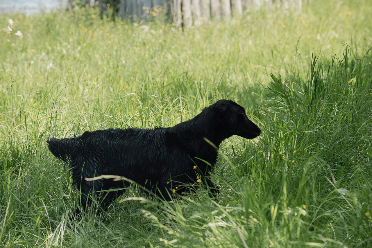 Испытания МОО «Школа Шмеля» 11 июня 2023. Фотограф-анималист Наталья Светличная