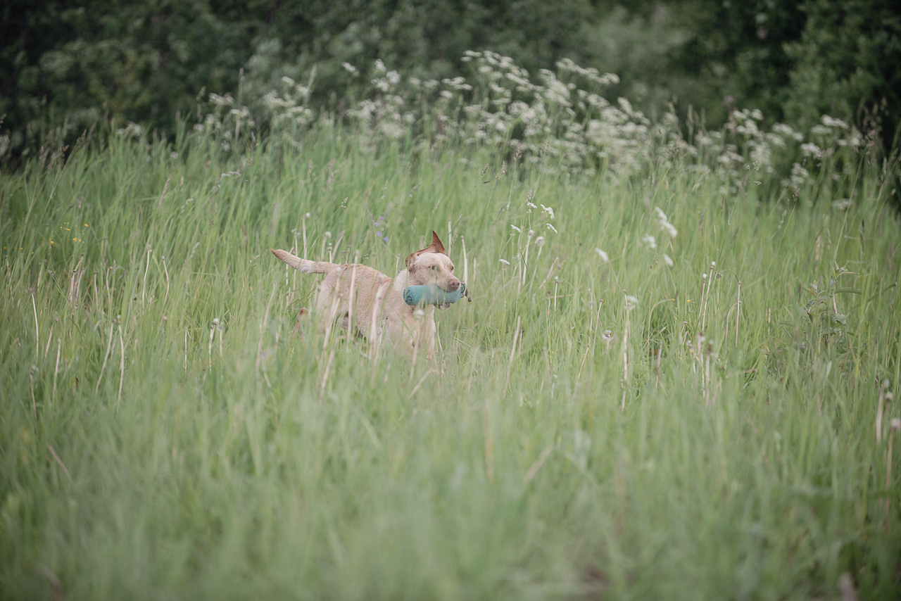 Несертификатный воркинг тест Школы Шмеля, 10 июня 2023. Фотограф-анималист Наталья Светличная