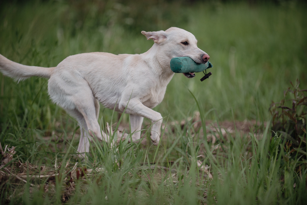 Несертификатный воркинг тест Школы Шмеля, 10 июня 2023. Фотограф-анималист Наталья Светличная