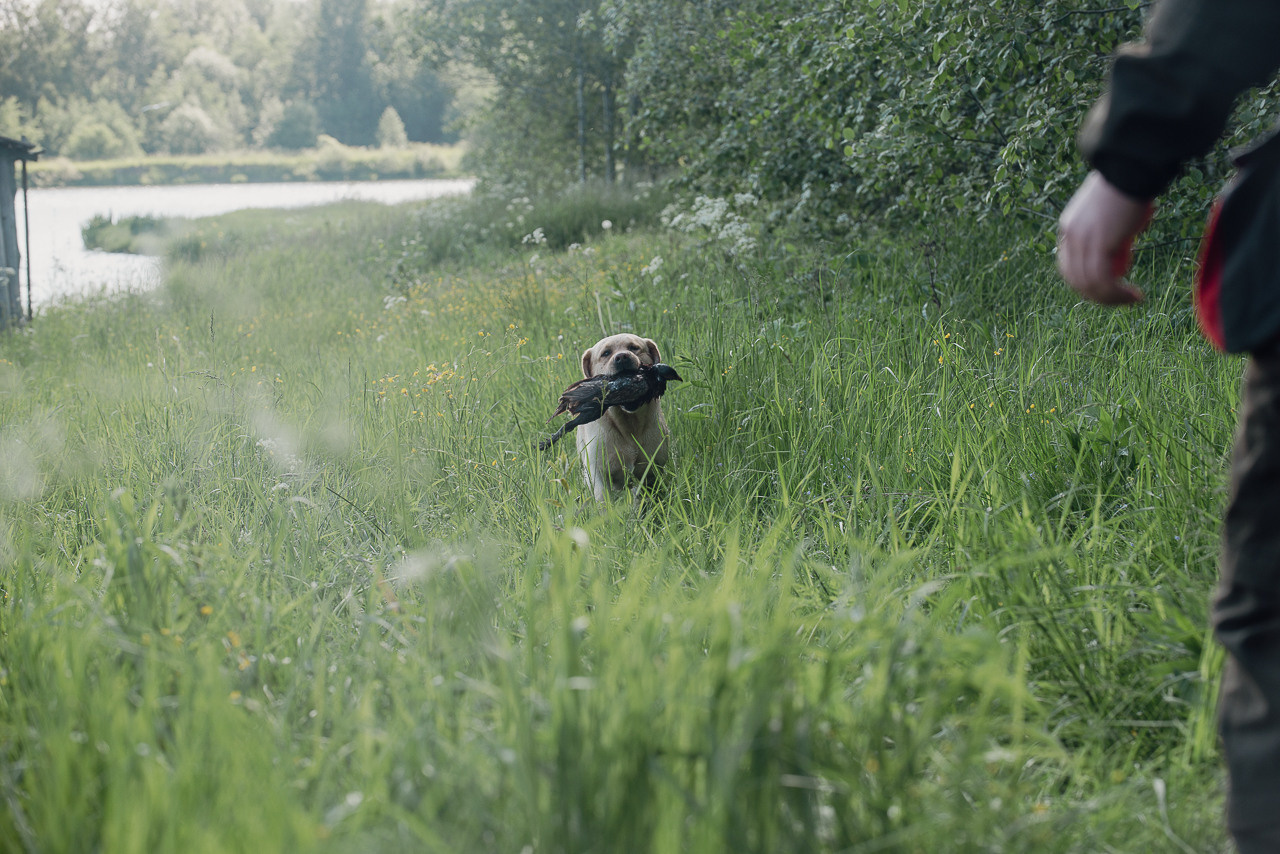 Испытания МОО «Школа Шмеля» 11 июня 2023. Фотограф-анималист Наталья Светличная
