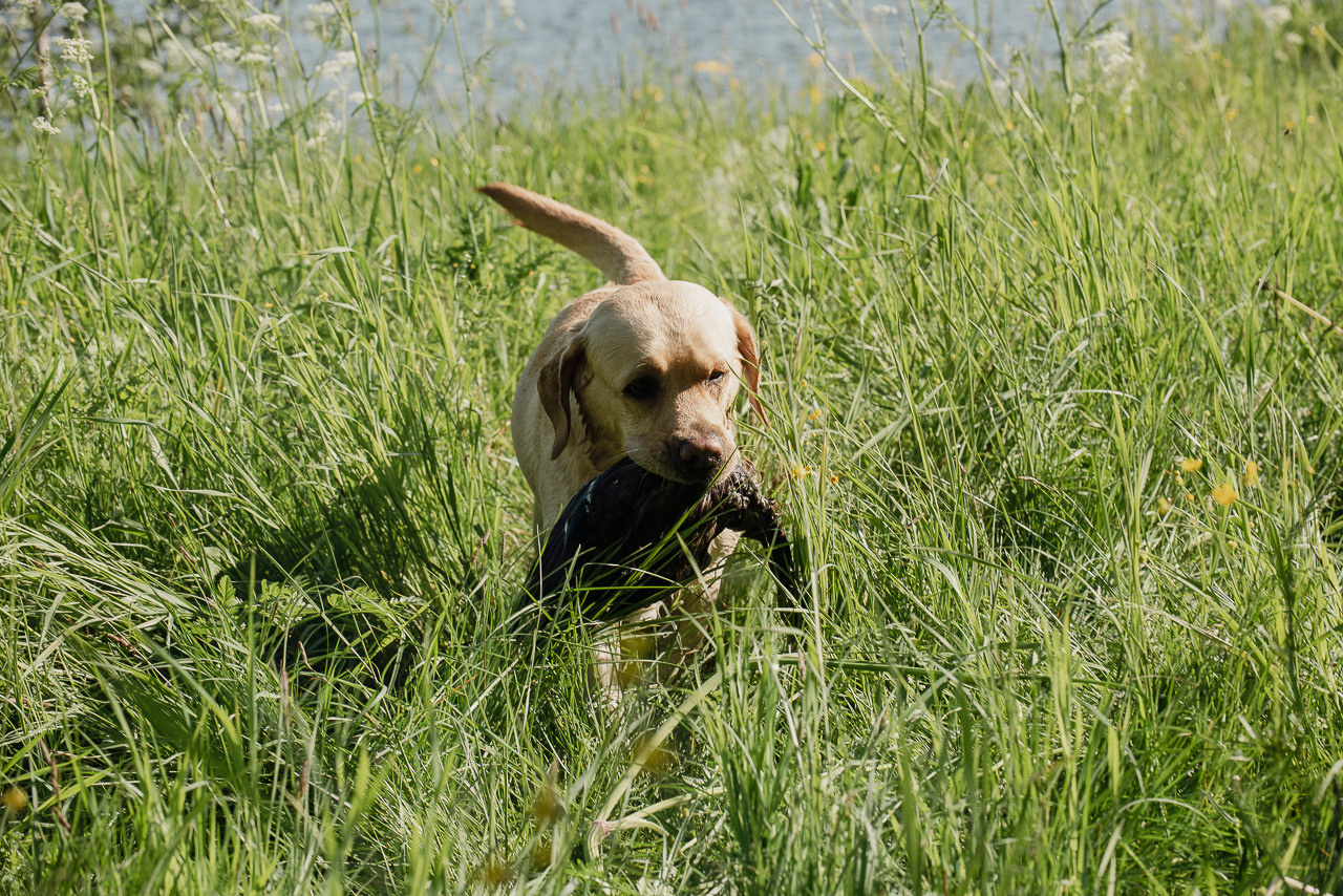 Испытания МОО «Школа Шмеля» 11 июня 2023. Фотограф-анималист Наталья Светличная