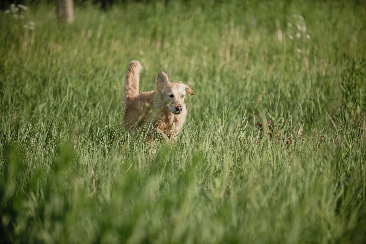 Несертификатный воркинг тест Школы Шмеля, 10 июня 2023. Фотограф-анималист Наталья Светличная