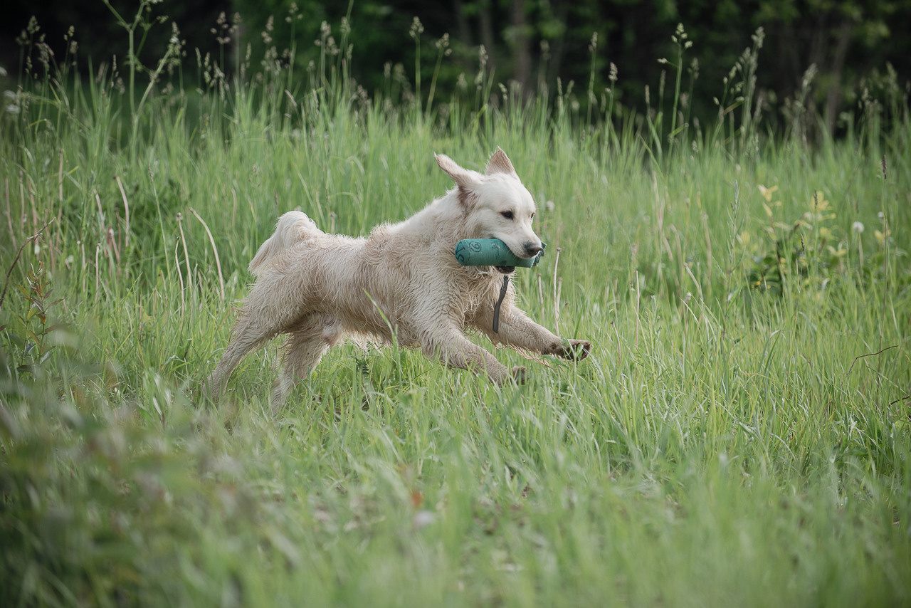 Несертификатный воркинг тест Школы Шмеля, 10 июня 2023. Фотограф-анималист Наталья Светличная