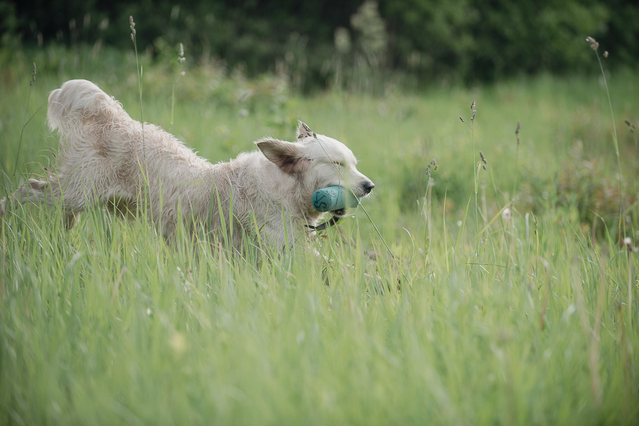 Несертификатный воркинг тест Школы Шмеля, 10 июня 2023. Фотограф-анималист Наталья Светличная