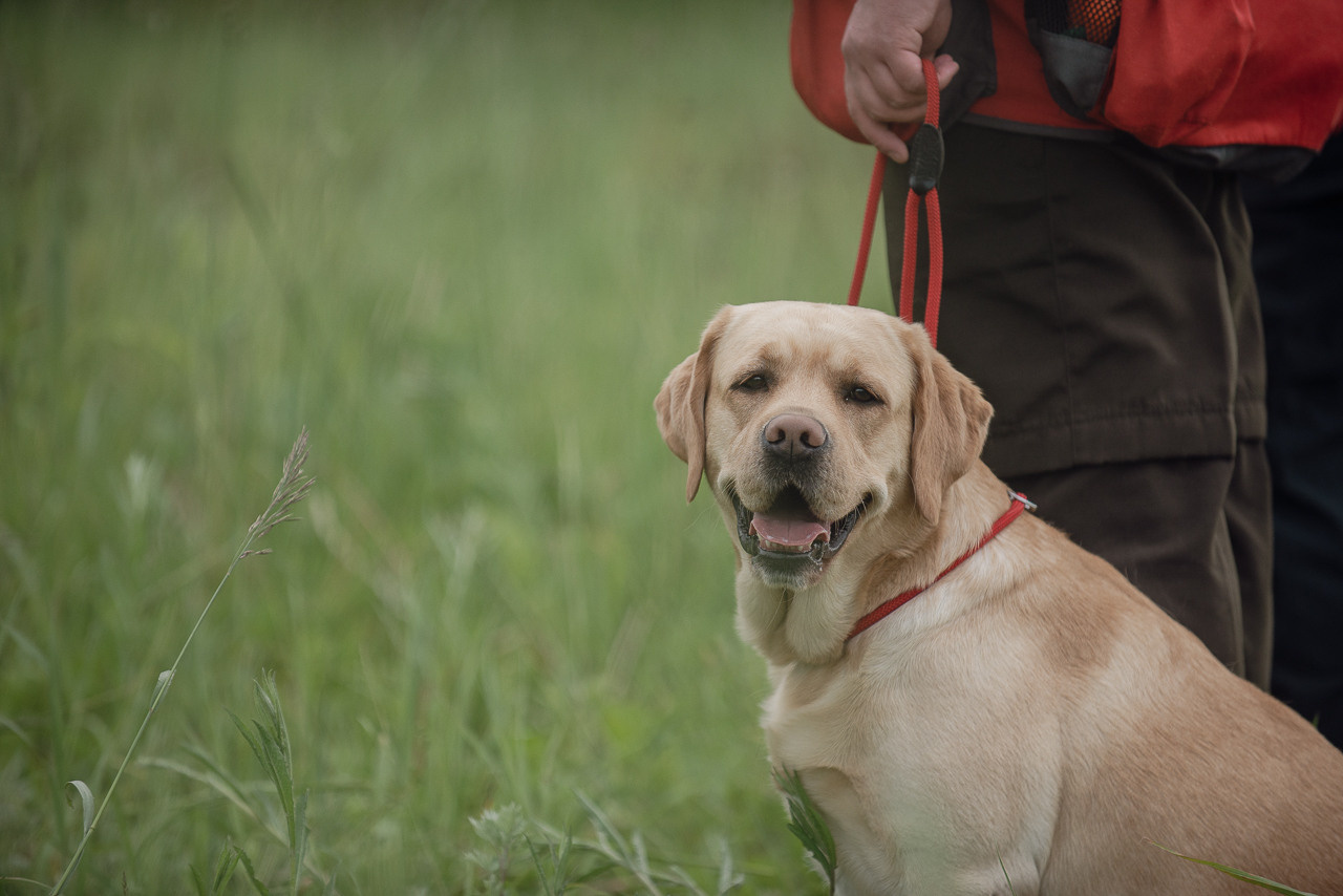 Несертификатный воркинг тест Школы Шмеля, 10 июня 2023. Фотограф-анималист Наталья Светличная
