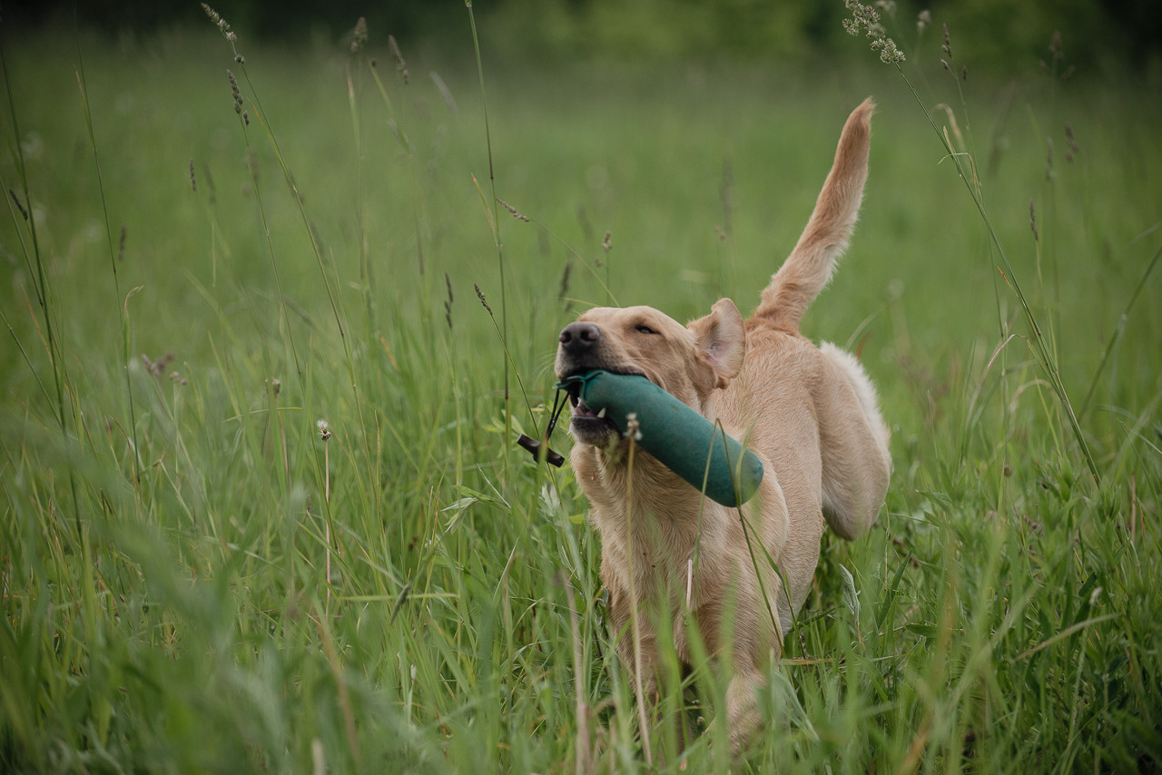 Несертификатный воркинг тест Школы Шмеля, 10 июня 2023. Фотограф-анималист Наталья Светличная