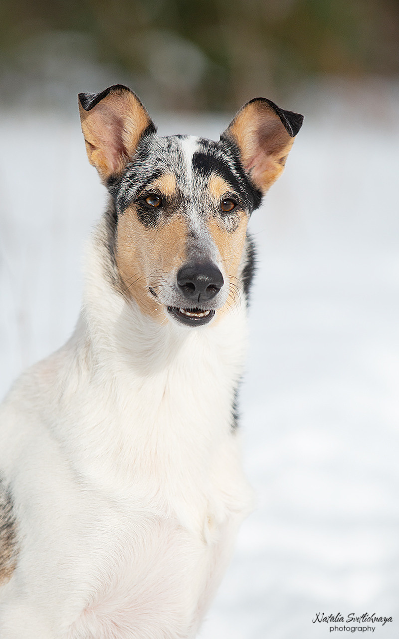 Гладкошерстная колли Саюри. Фотограф-анималист Наталья Светличная