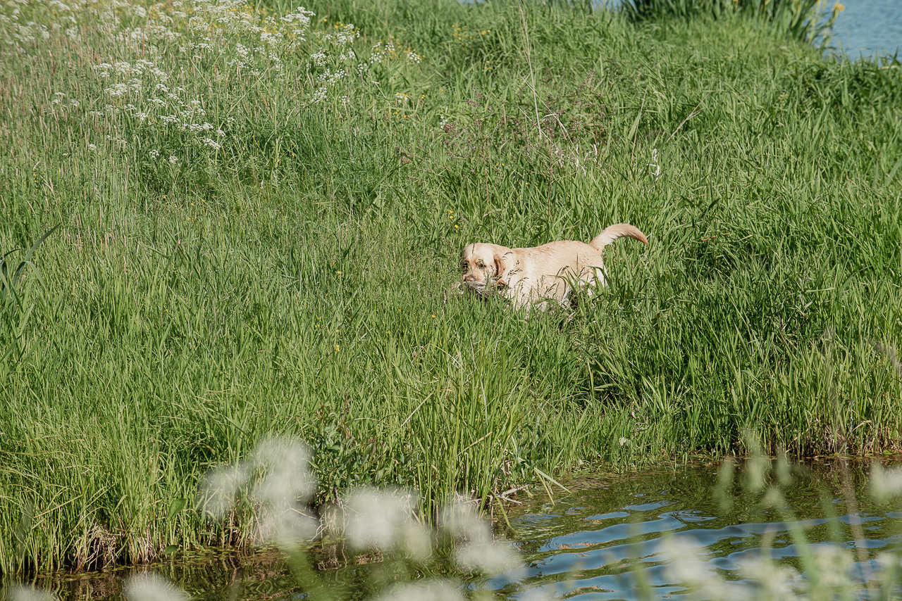 Испытания МОО «Школа Шмеля» 11 июня 2023. Фотограф-анималист Наталья Светличная