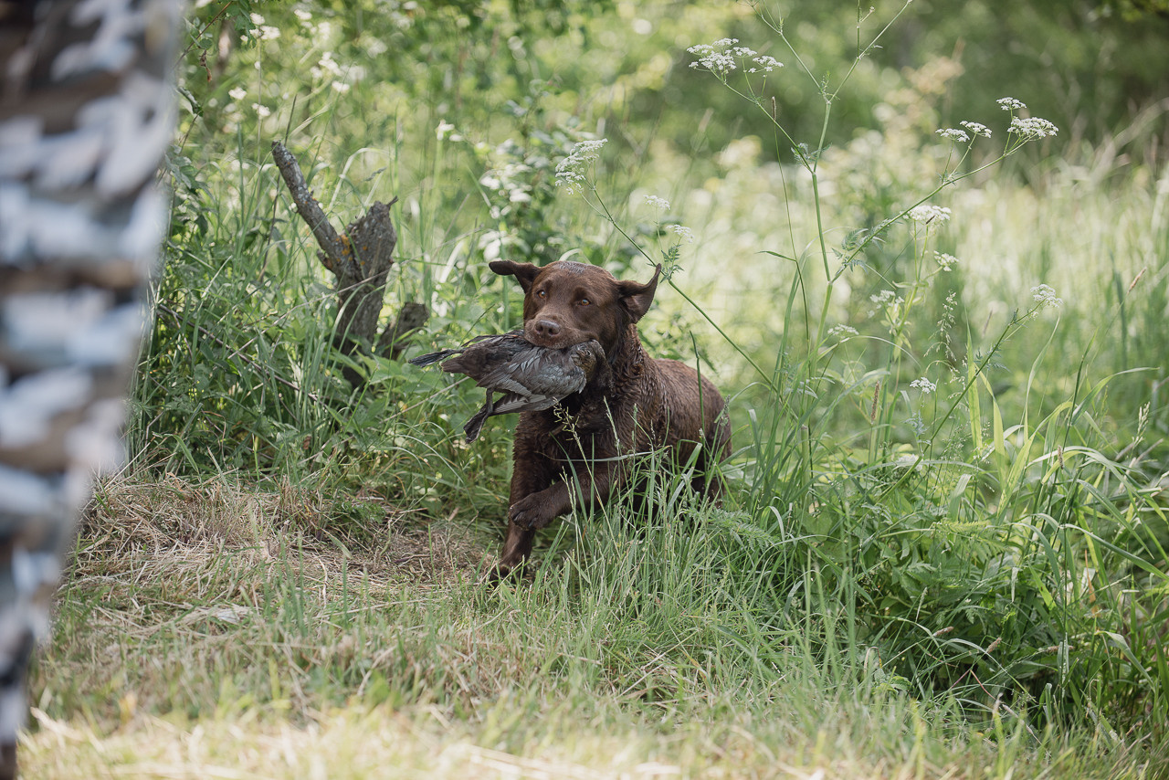 Состязания по розыску и подаче битой дичи, ЯРОС, 18.06.23. Фотограф-анималист Наталья Светличная