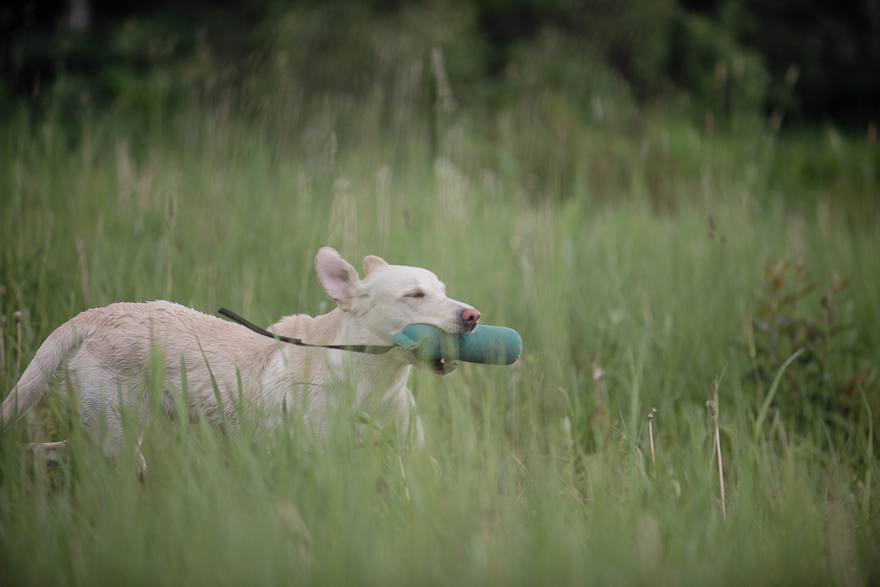 Несертификатный воркинг тест Школы Шмеля, 10 июня 2023. Фотограф-анималист Наталья Светличная