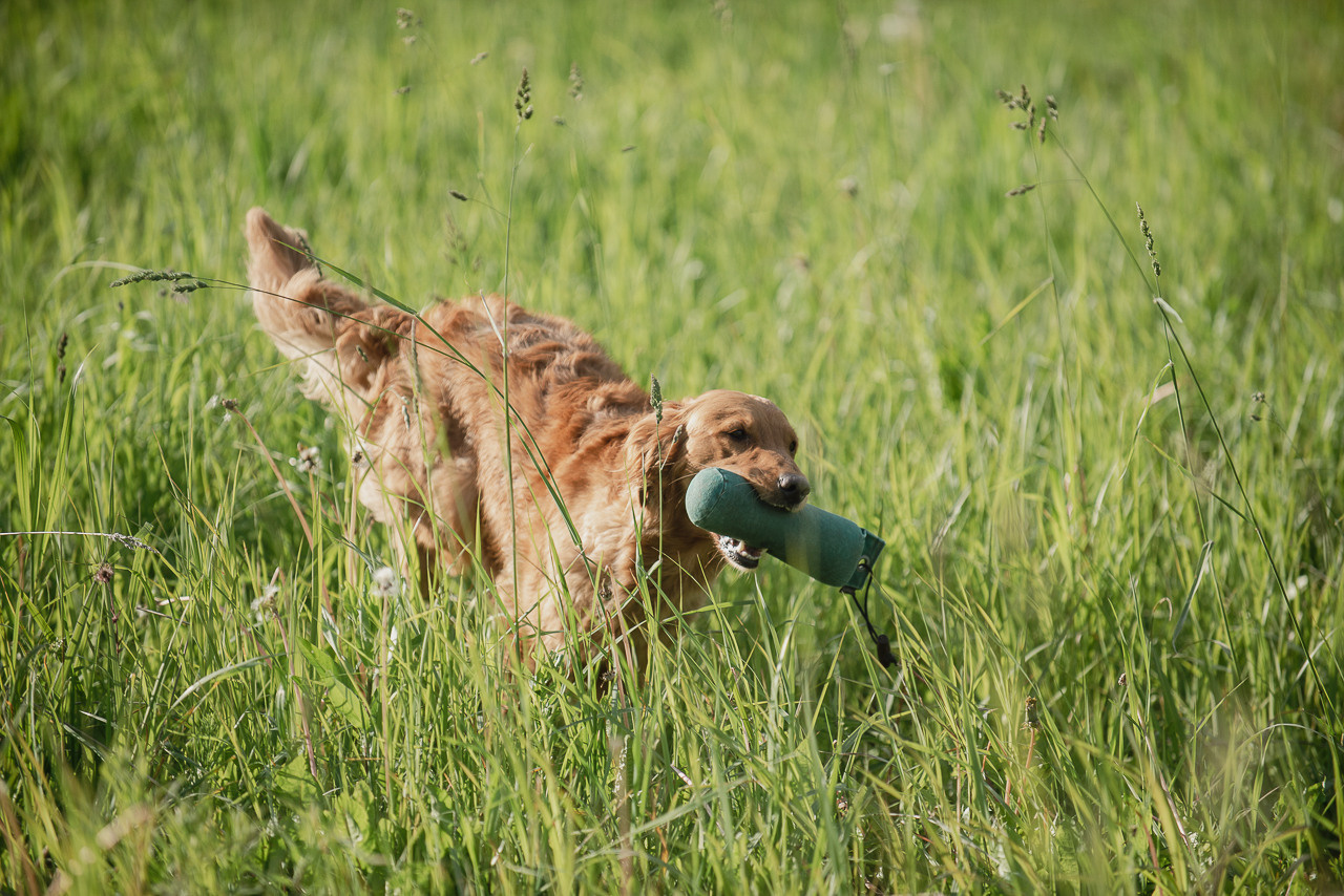 Несертификатный воркинг тест Школы Шмеля, 10 июня 2023. Фотограф-анималист Наталья Светличная