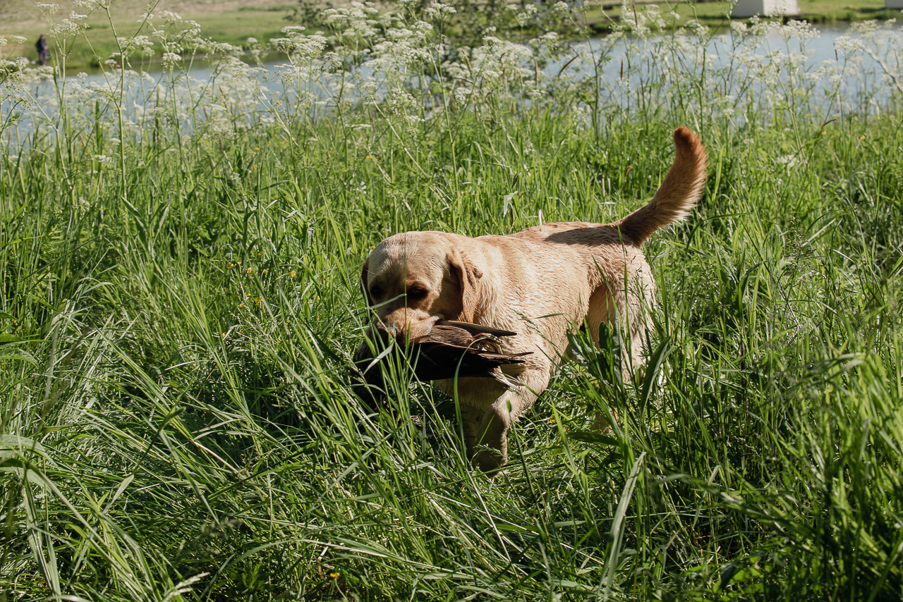 Испытания МОО «Школа Шмеля» 11 июня 2023. Фотограф-анималист Наталья Светличная