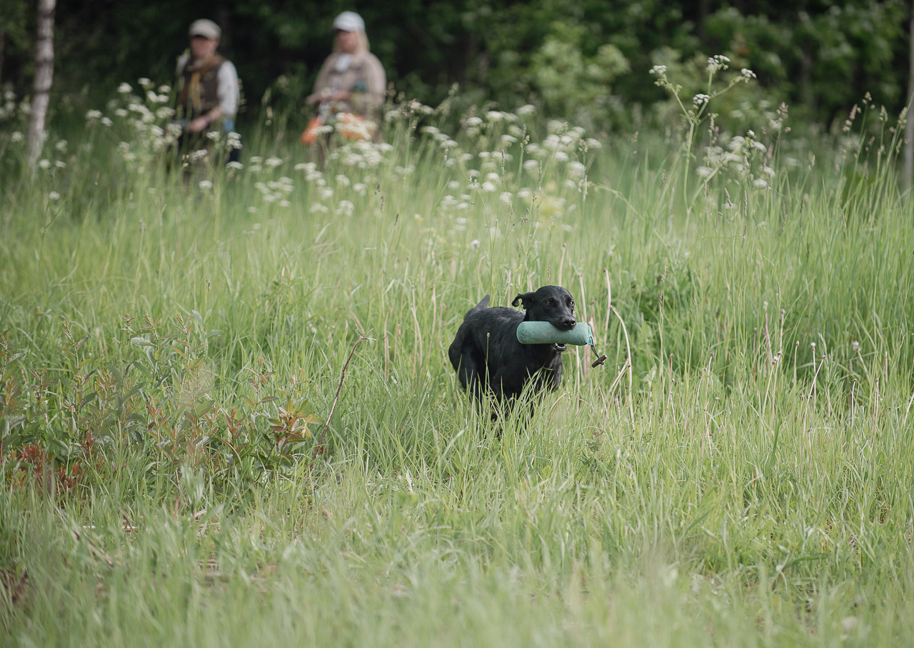 Несертификатный воркинг тест Школы Шмеля, 10 июня 2023. Фотограф-анималист Наталья Светличная