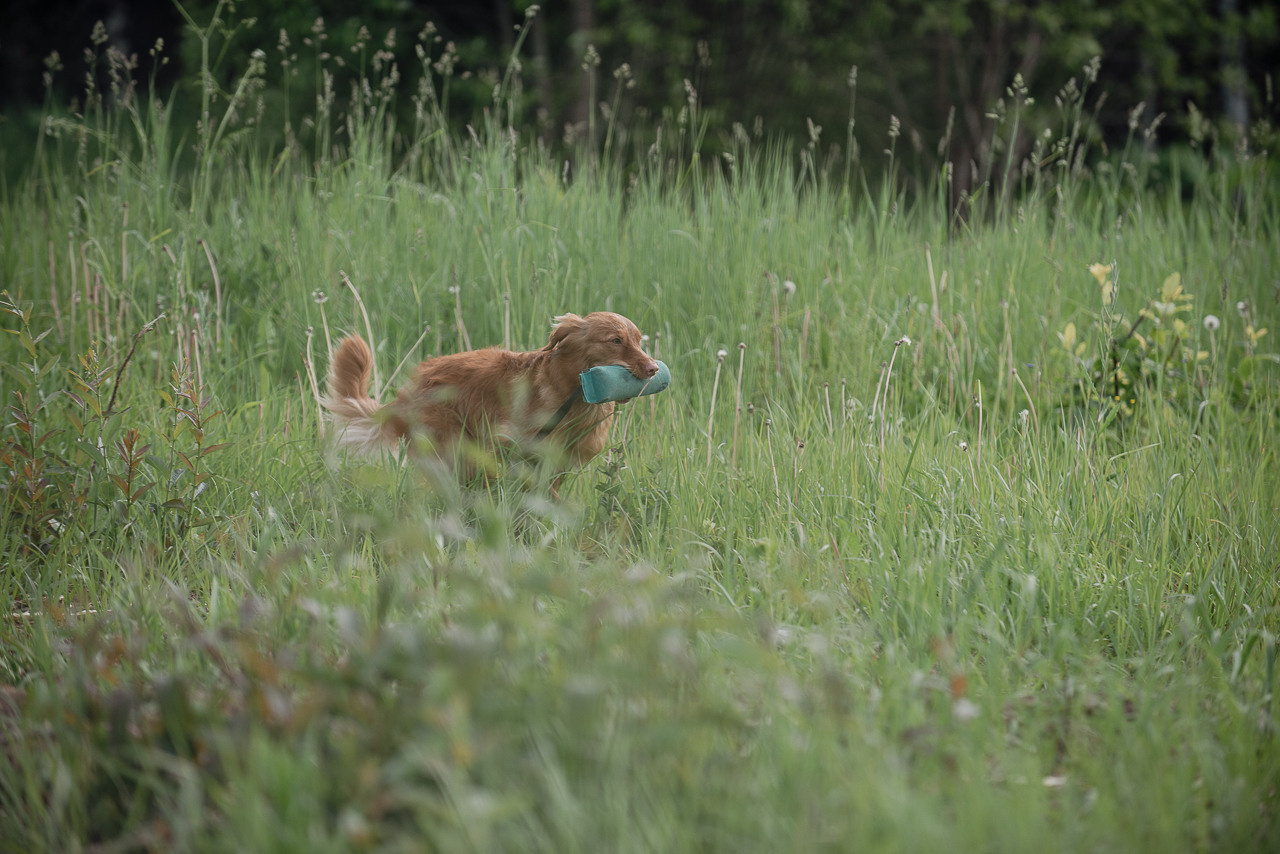Несертификатный воркинг тест Школы Шмеля, 10 июня 2023. Фотограф-анималист Наталья Светличная