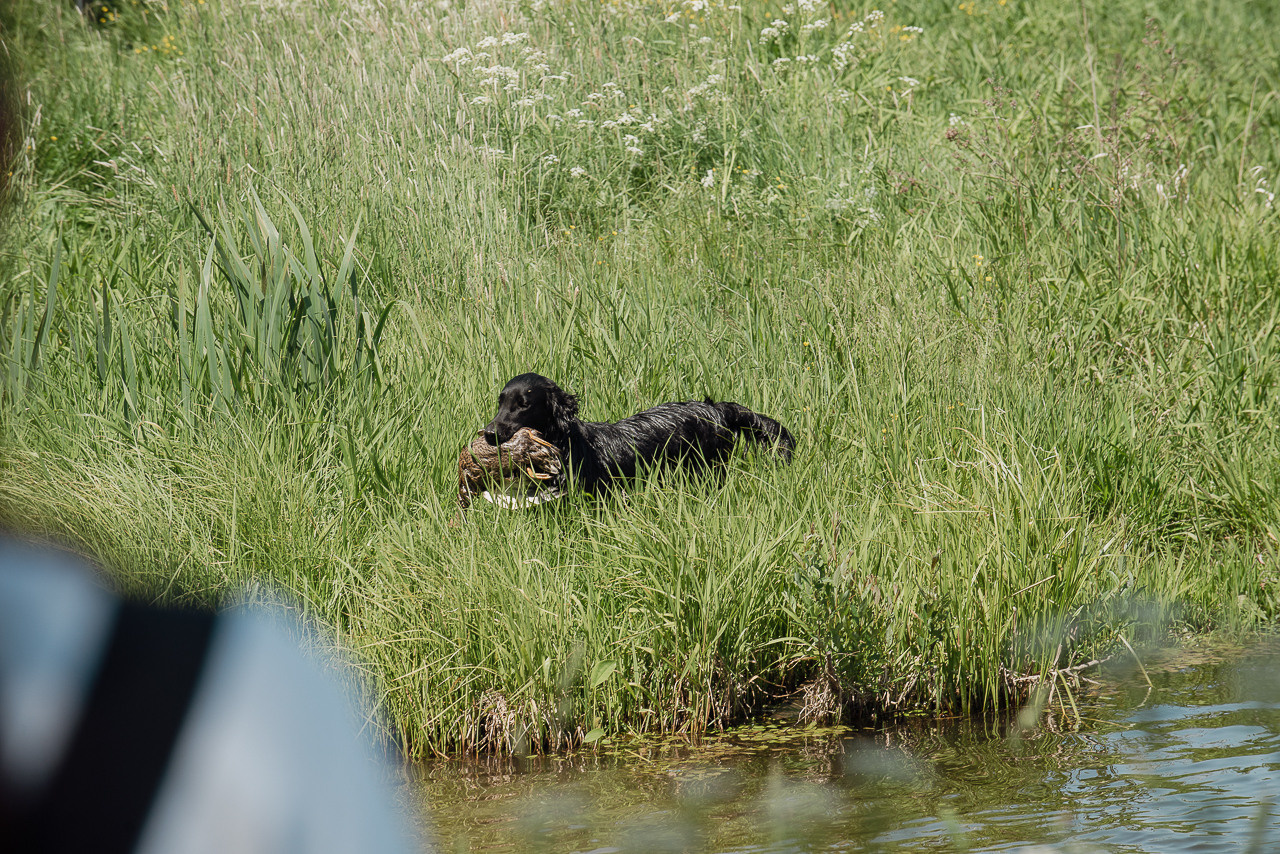 Испытания МОО «Школа Шмеля» 11 июня 2023. Фотограф-анималист Наталья Светличная