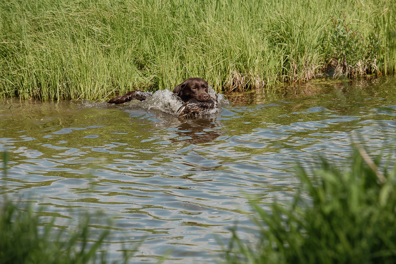 Испытания МОО «Школа Шмеля» 11 июня 2023. Фотограф-анималист Наталья Светличная