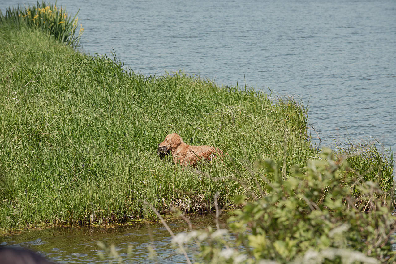 Испытания МОО «Школа Шмеля» 11 июня 2023. Фотограф-анималист Наталья Светличная