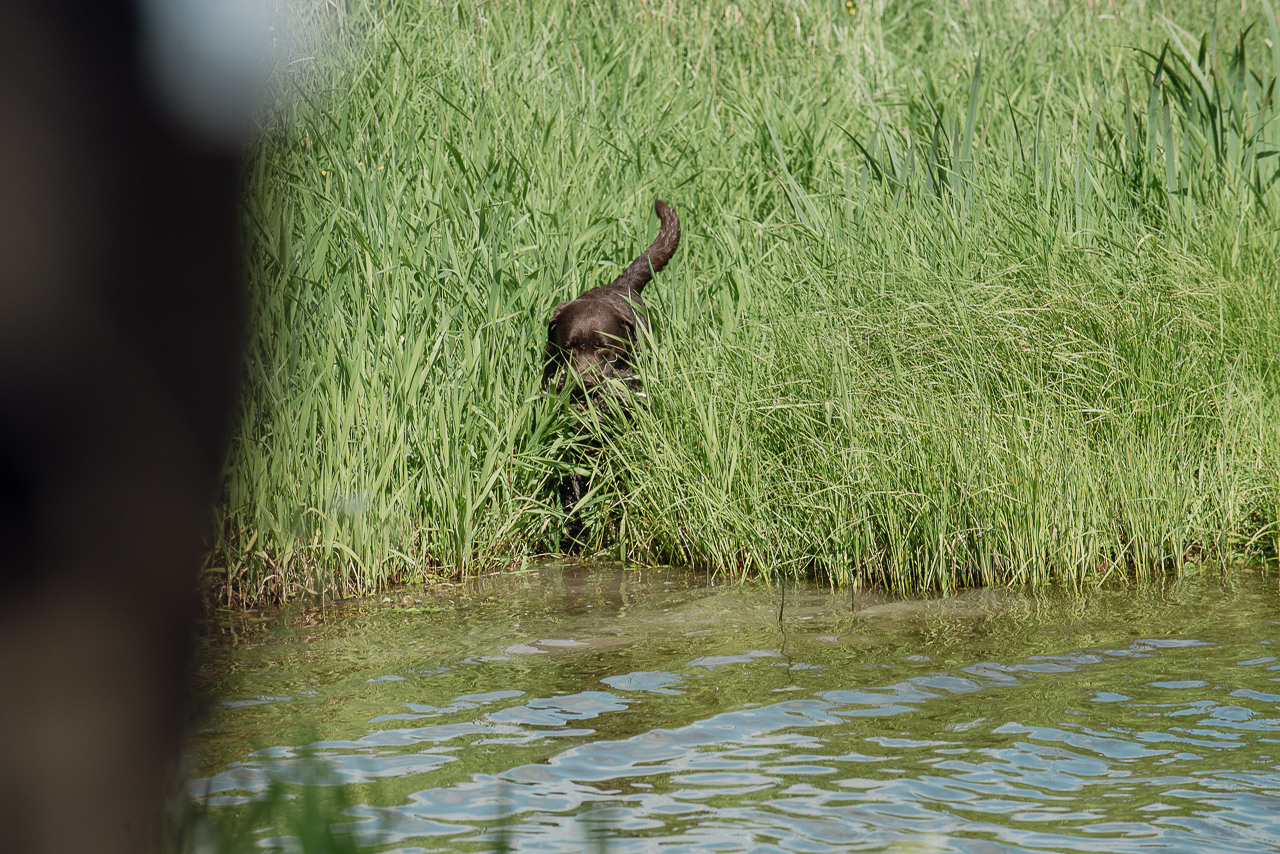 Испытания МОО «Школа Шмеля» 11 июня 2023. Фотограф-анималист Наталья Светличная