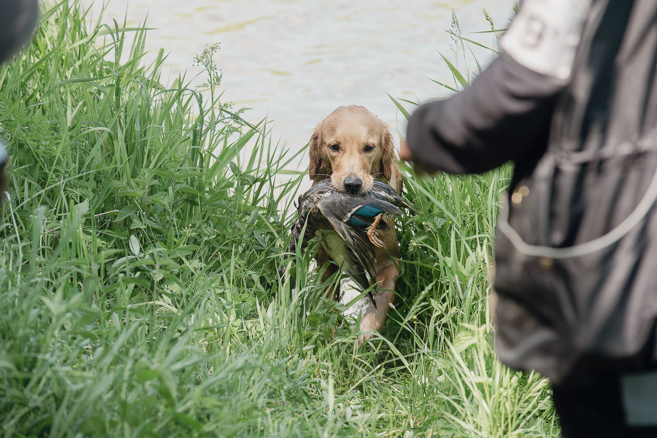 Испытания МОО «Школа Шмеля» 11 июня 2023. Фотограф-анималист Наталья Светличная