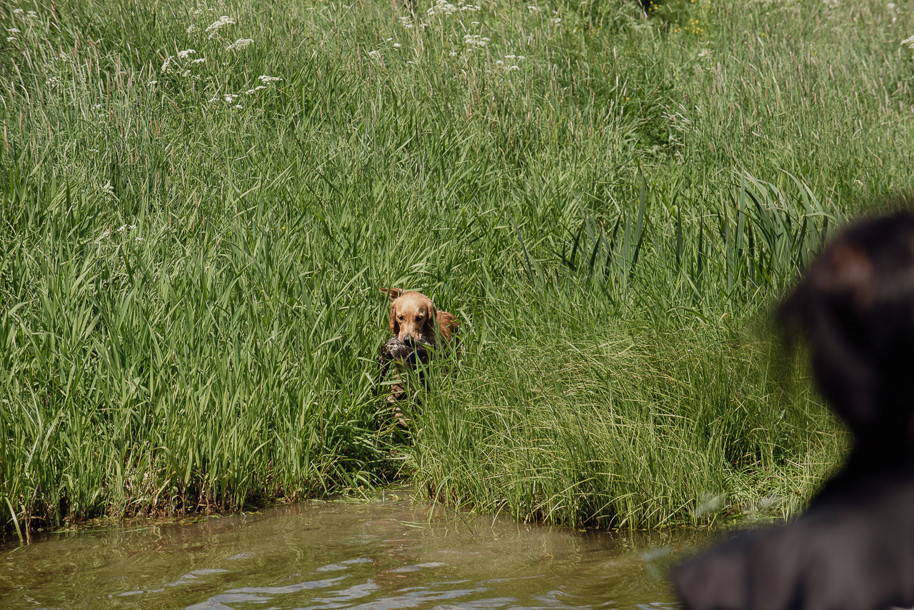 Испытания МОО «Школа Шмеля» 11 июня 2023. Фотограф-анималист Наталья Светличная