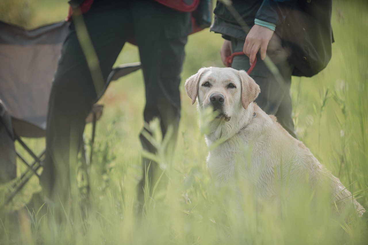 Несертификатный воркинг тест Школы Шмеля, 10 июня 2023. Фотограф-анималист Наталья Светличная