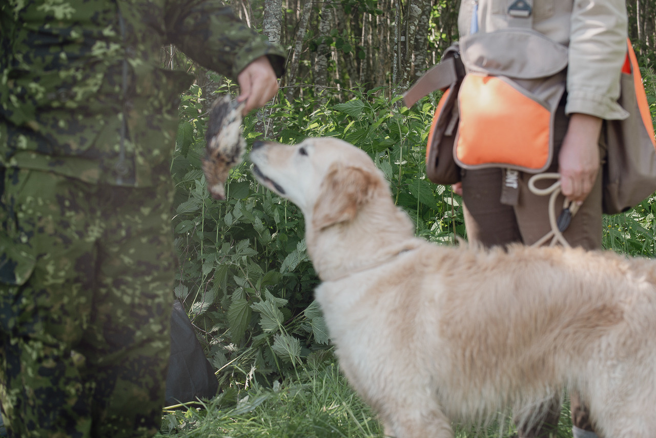 Испытания МОО «Школа Шмеля» 11 июня 2023. Фотограф-анималист Наталья Светличная